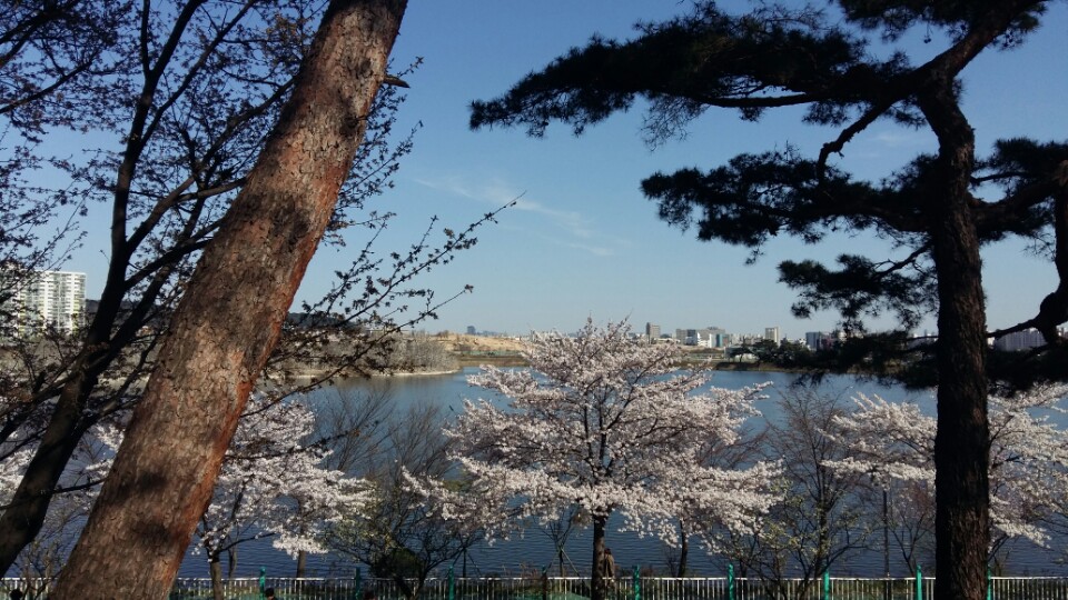 2017년 봄 서호 소나무 벚꽃
