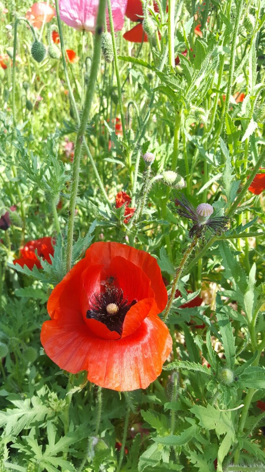 2016년 5월 빨간 꽃양귀비